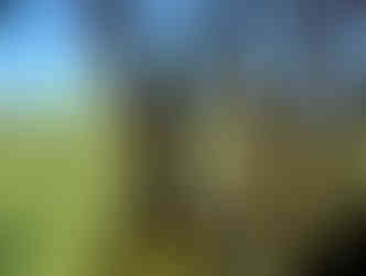 Zicht op de boomgaard door het raam - natuurbeleving vanuit de yurt op Texel.