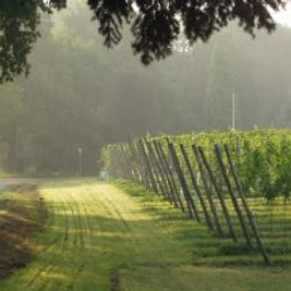 Wijngaard in de Achterhoek bij ochtendzon – proeven van Nederlandse kwaliteitswijn