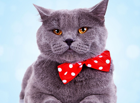Big Cat with Bandana