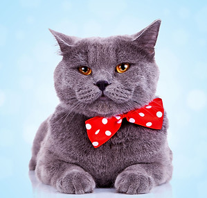 Big Cat with Bandana
