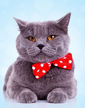 Big Cat with Bandana