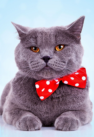 Gato grande con el pañuelo