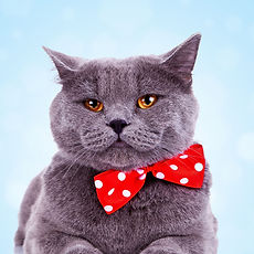 Big Cat with Bandana