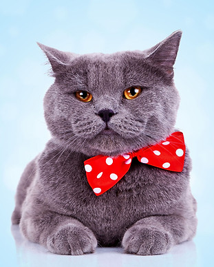 Big Cat with Bandana