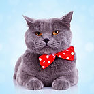 Bandana ile Büyük Kedi