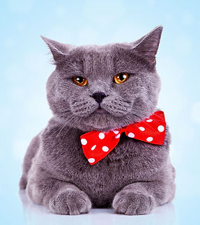 Cat With Bowtie