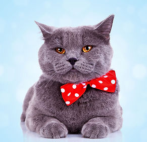 Cat behavior consultant shares tips on scratching, litter box issues, clicker training, enrichment, and introducing new cats.