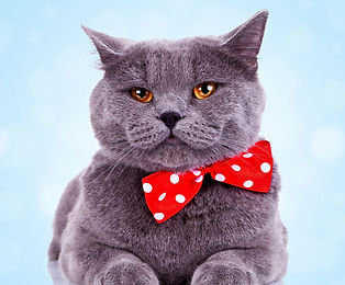 Gato grande com Bandana