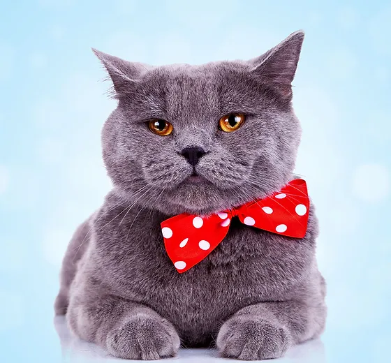 Veterinary Cat Care Of Fayette United States