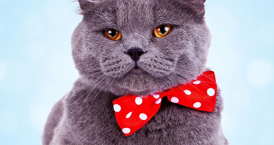 Big Cat with Bandana