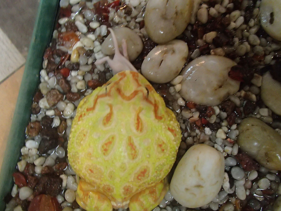 PacMan