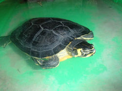 Refugio - Trachemys scripta scripta