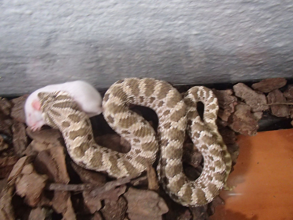 Heterodón nasicus