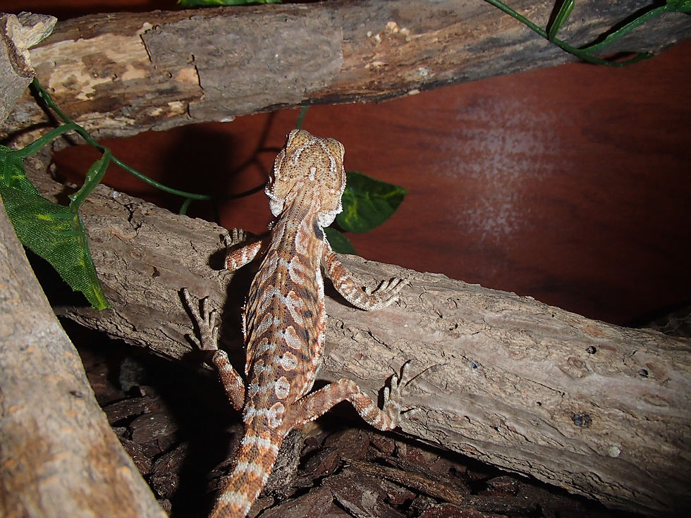 Pogona vitticeps