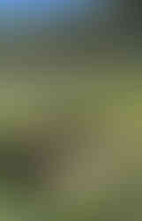 Small raised bed with drooping plants near a road, wooden post with fish cutouts nearby.