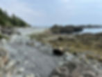 A rugged shoreline of gray rocks and tidepools, bordered by trees and looking out onto calm ocean waters.