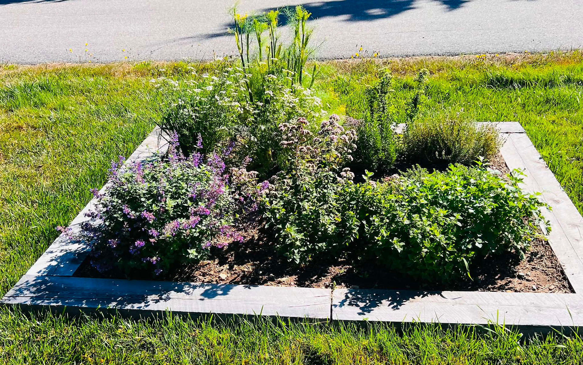 Flowering plants and greenery fill a raised garden bed at West Quoddy Station in Lubec, Maine.