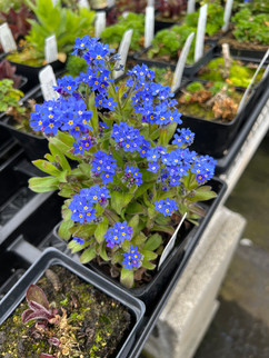 Close-up of small blue forget-me-not flowers growing in a pot among other seedlings in a greenhouse.