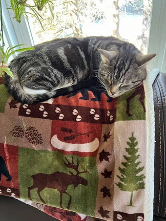 A cat sleeping on a Christmas blanket