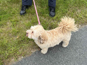 Small tan fluffy dog on a pink leash standing on grass next to a sidewalk.