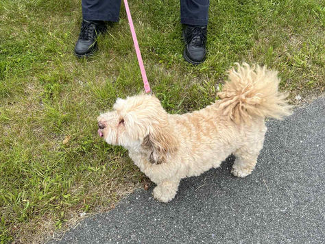 Small tan fluffy dog on a pink leash standing on grass next to a sidewalk.