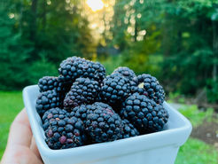 black raspberries
