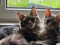 Mainecoon 
Mainecoon photo
Mainecoon suisse
Rocaillescoon.ch
Rocaillescoon