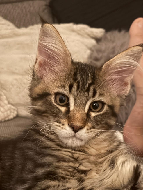 Mainecoon 
Mainecoon photo
Mainecoon suisse
Rocaillescoon.ch
Rocaillescoon