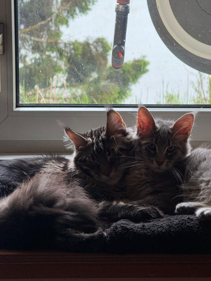 Mainecoon 
Mainecoon photo
Mainecoon suisse
Rocaillescoon.ch
Rocaillescoon