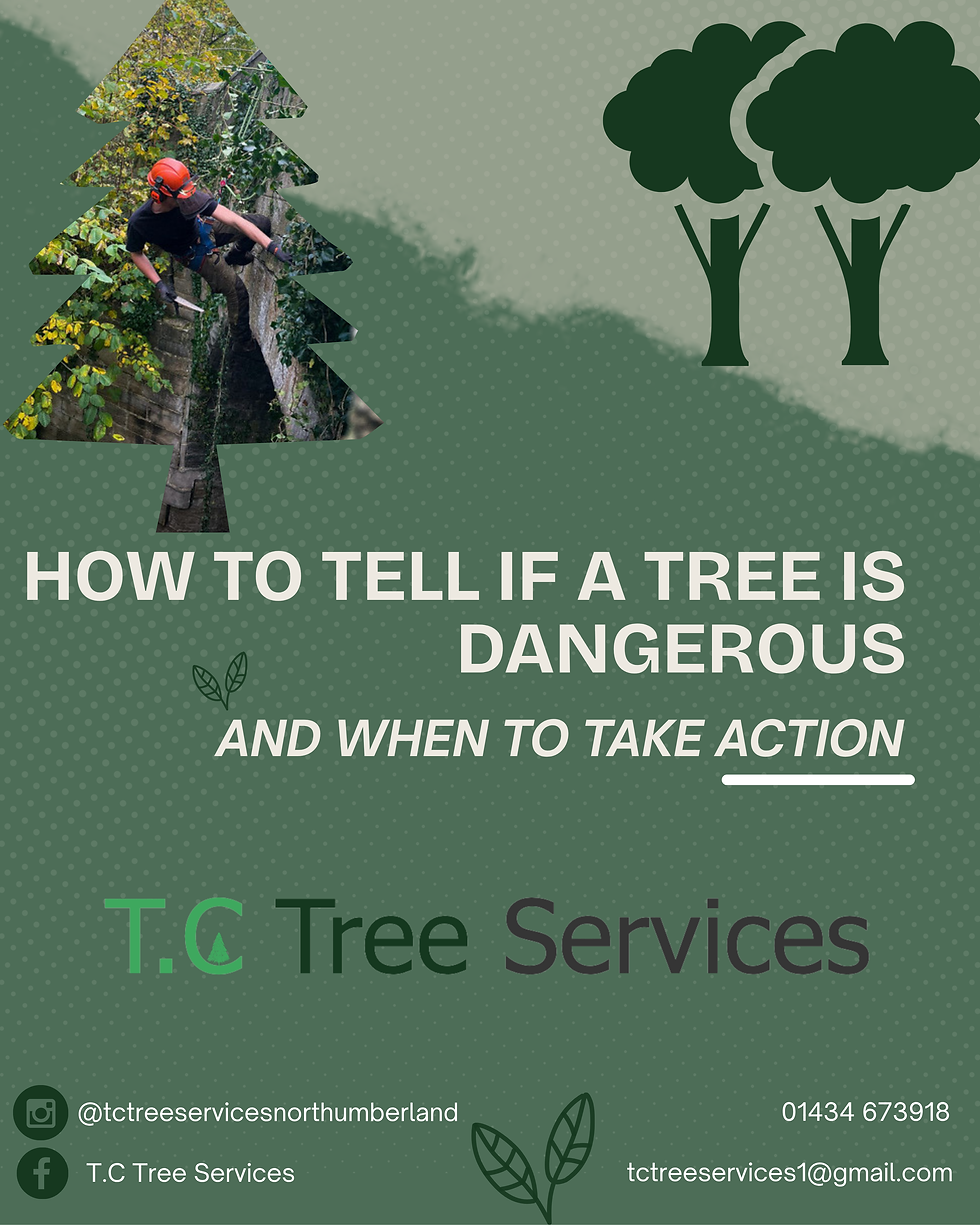🌲 How to Tell if a Tree Is Dangerous (and When to Take Action)