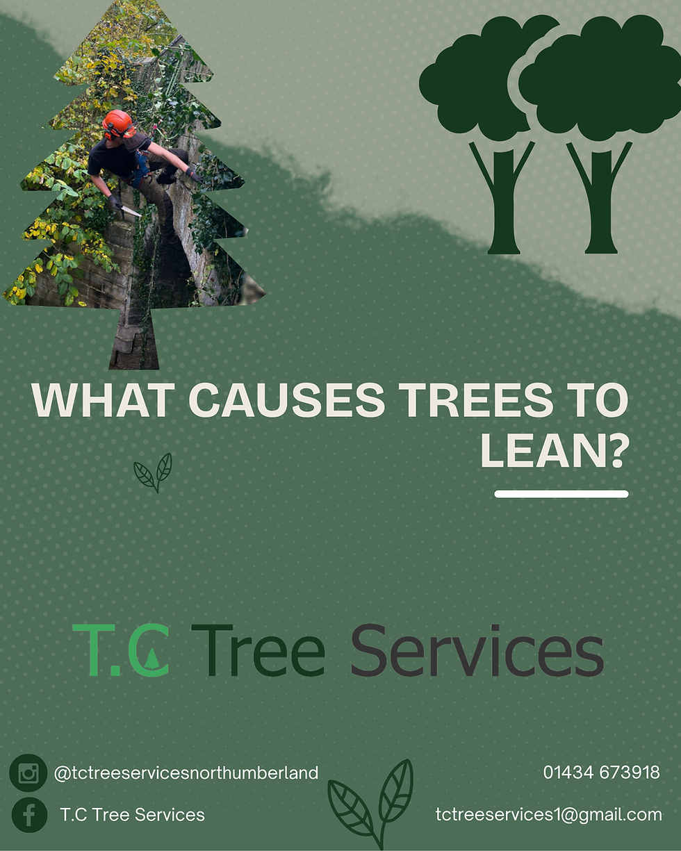 What Causes Trees to Lean? | Tree Advice in Northumberland