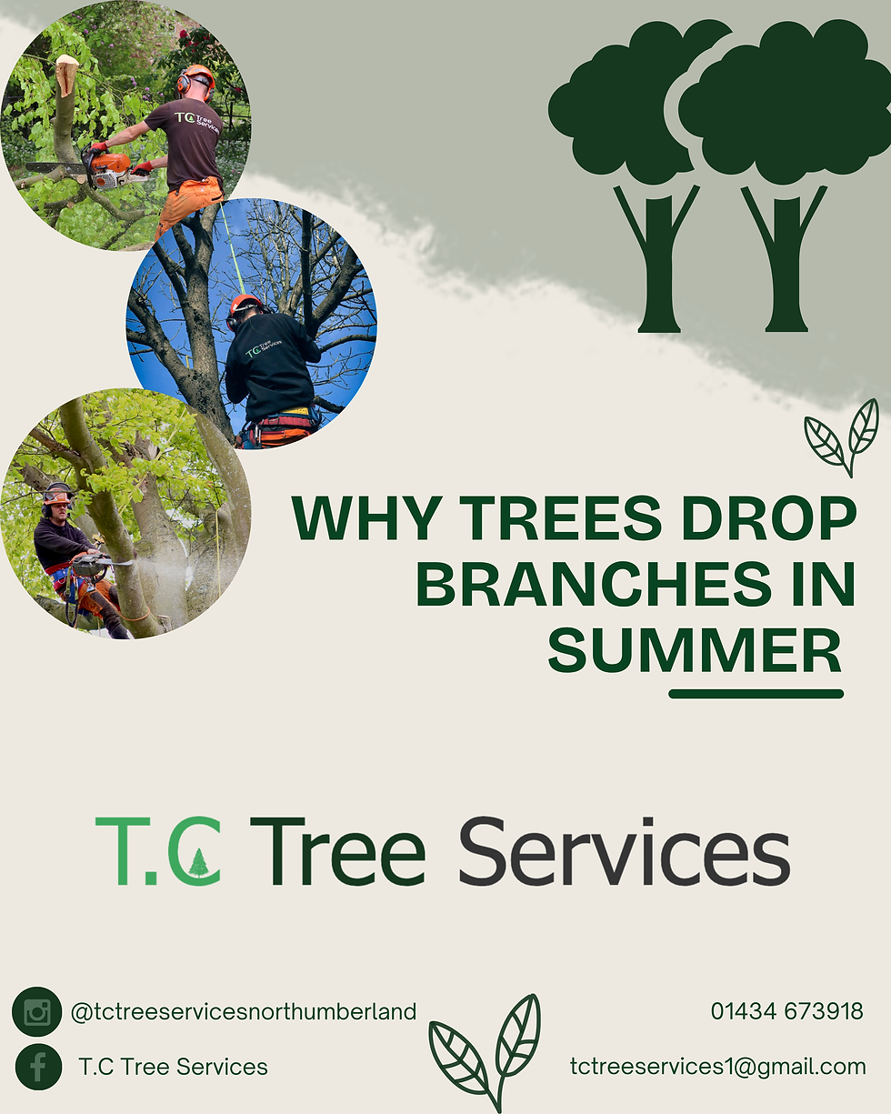 🌲 Why Trees Drop Branches in Summer (Even Without Wind)