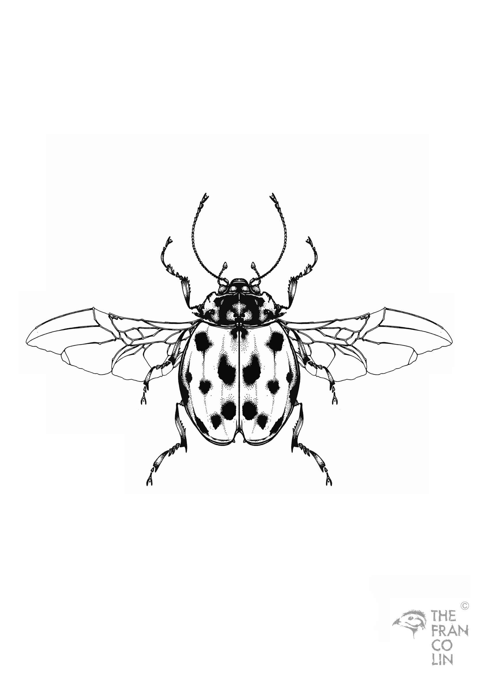 The-Francolin-Insects-Beetle-03
