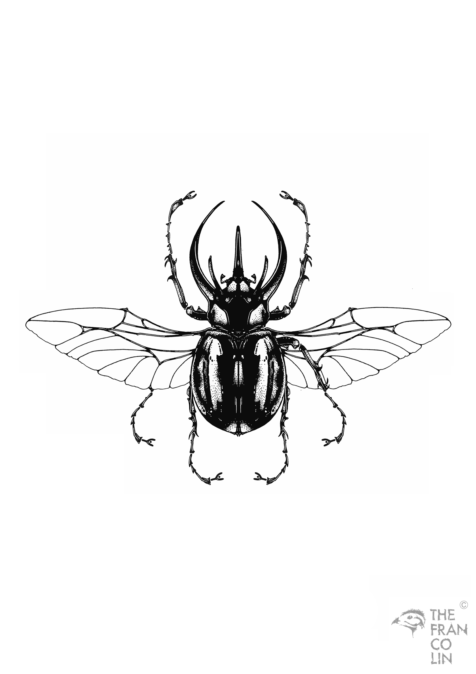 The-Francolin-Insects-Beetle-01