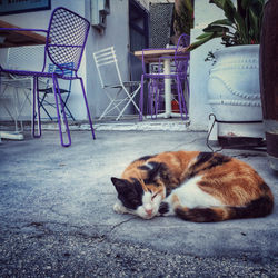 Paxos antipaxos