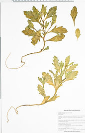 Brassicaceae