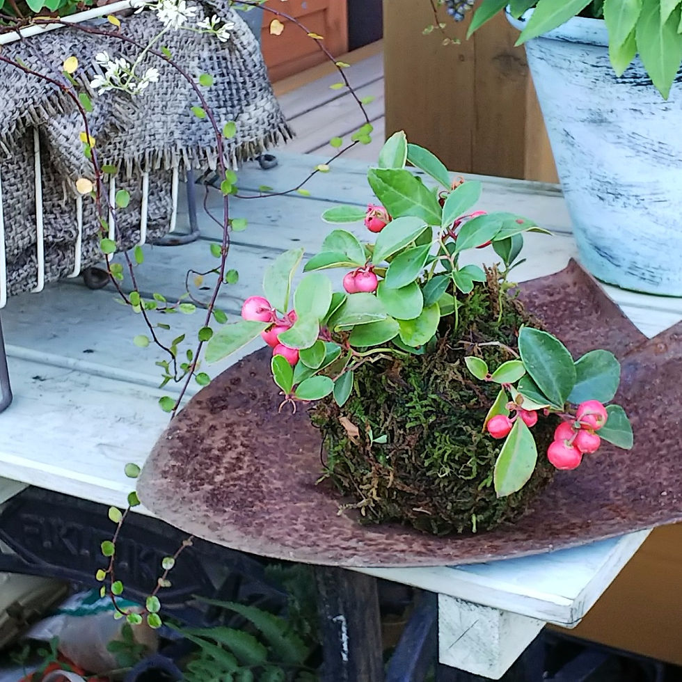 苔玉完成です! byみもえGARDEN