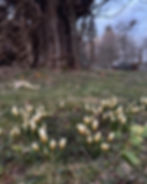 April på Kärret. Knoppar sväller, grönskan tar fart och vårblommor lyser upp.