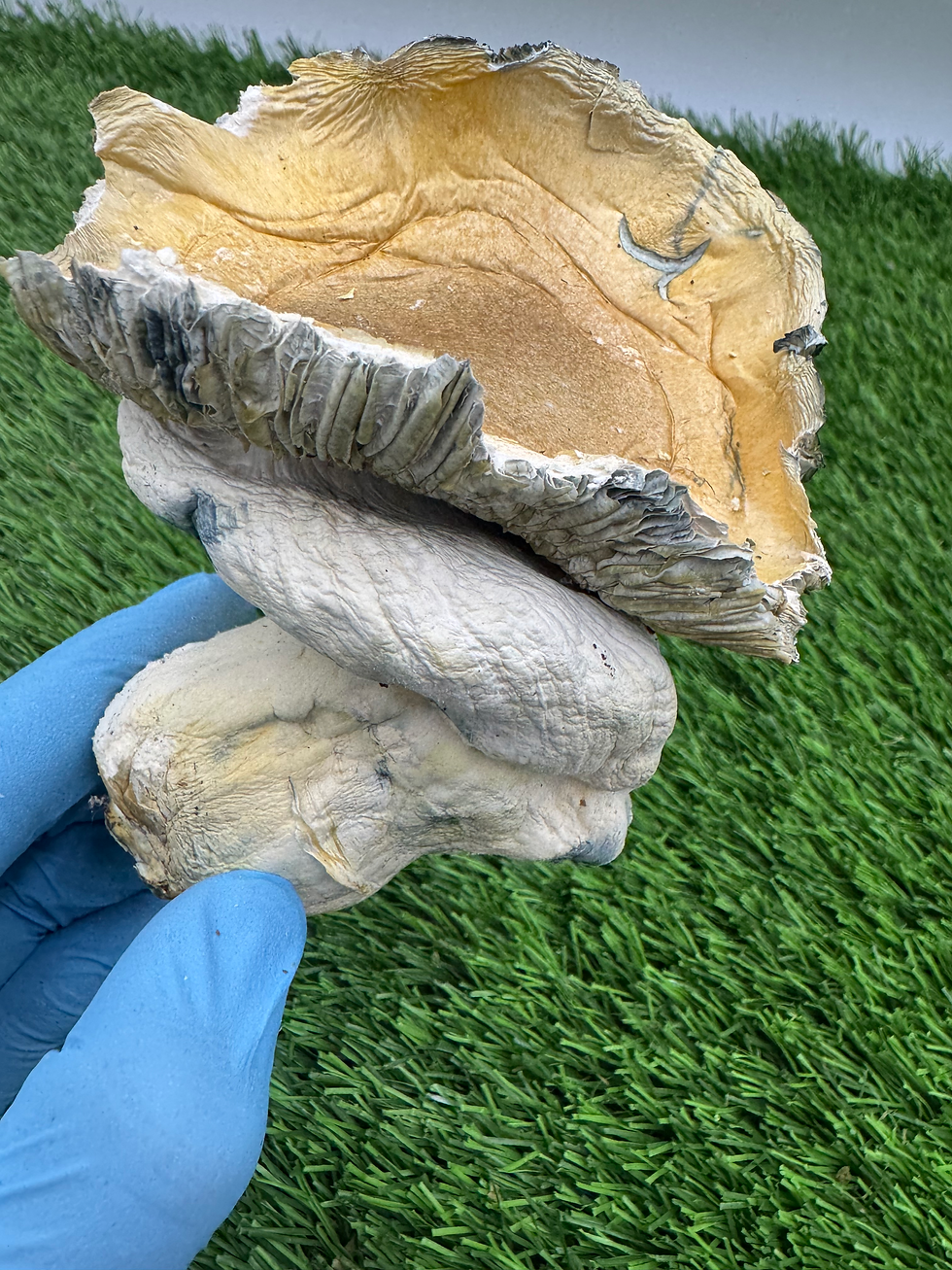 Organic Penis Envy Fruits 🍄