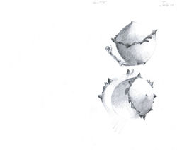 40. eclipse (roble) julio 2008.jpg