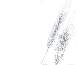 37. espias (trigo) mayo 2008.jpg