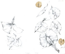 3. Pasos (olmo) junio 2007.jpg