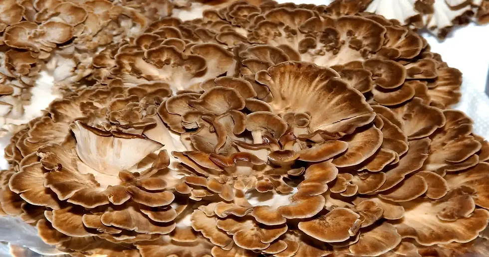 Do Mushrooms Have Fiber?