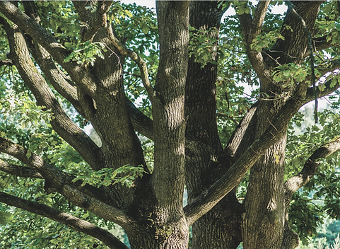 arbres.png