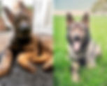 New partnership head out on paw-trol