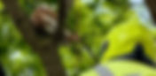 Coalville Firefighters rescue Moggy stuck up in tree