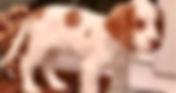 Appeal to find stolen puppy