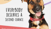 Channel 4s 'The Dog House' is looking for new applicants!