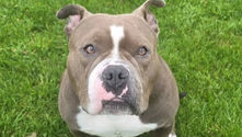 Stolen Dog Recovered and Weapons Seized
