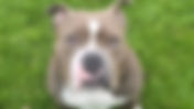 Stolen Dog Recovered and Weapons Seized